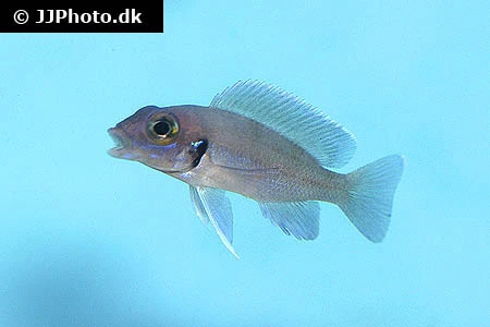 Neolamprologus tretocephalus